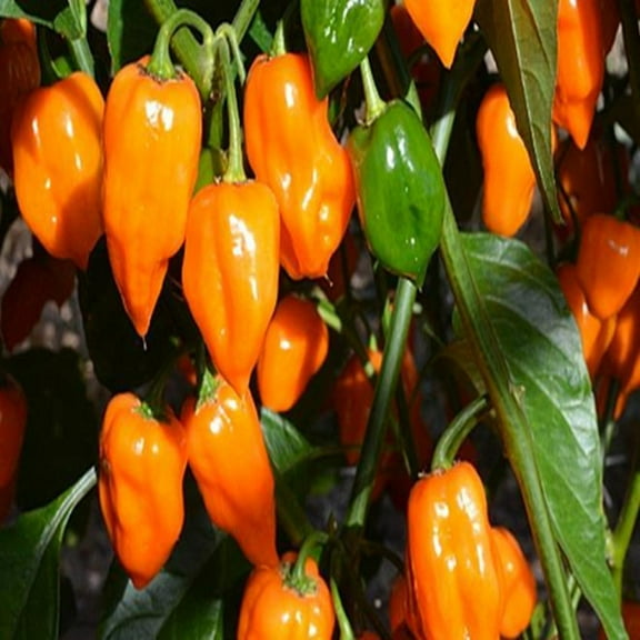 PAPAW'S GARDEN SUPPLY LLC. HELPING THE NEXT GENERATION GROW! Habanero Orange VERY HOT Pepper 20 Seeds