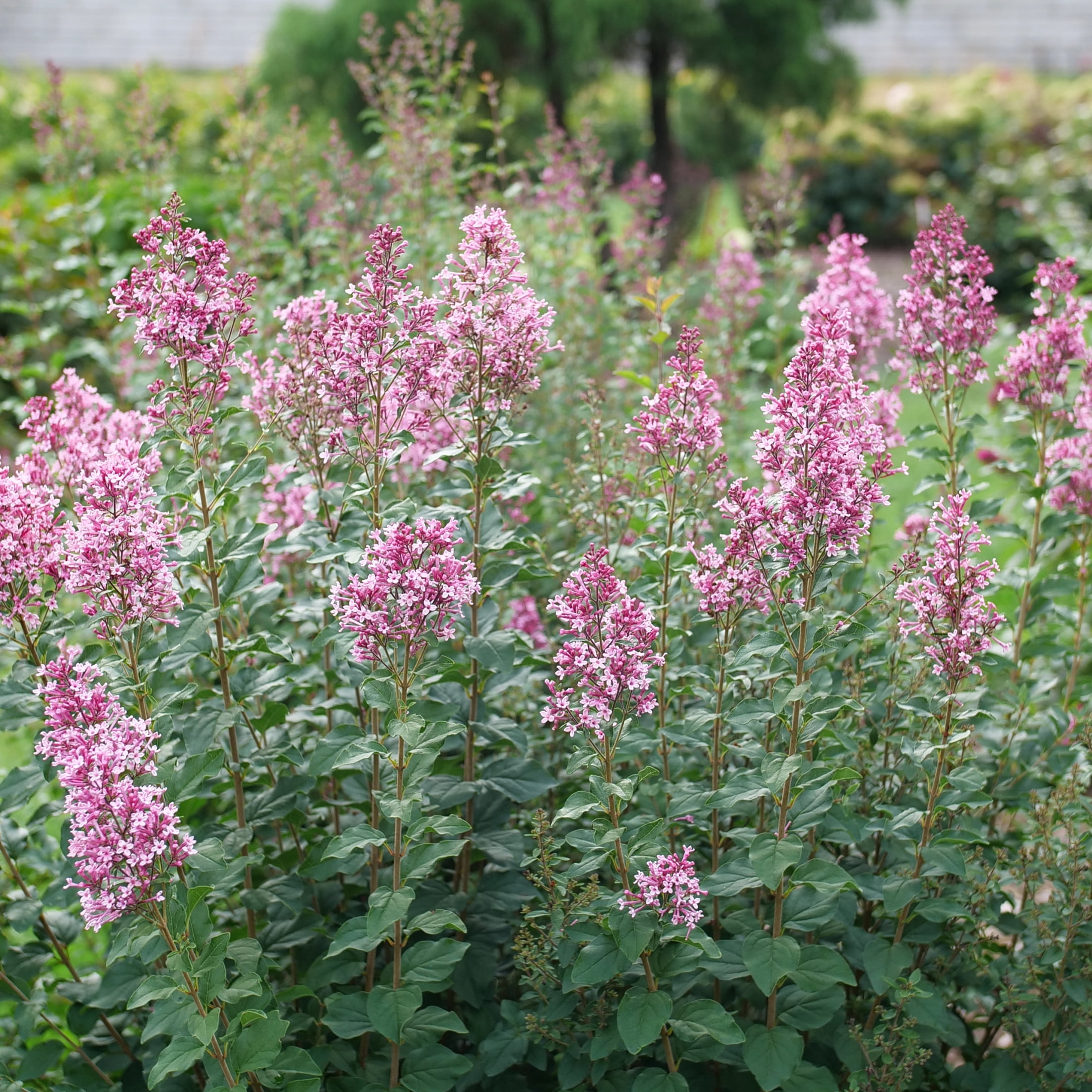 Proven Winners ColorChoice 5" Pink Bloomerang Ballet Reblooming Lilac Live Plant in 4.5" Pot (4 Count)