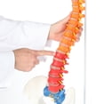 thumbnail image 3 of Axis Scientific Flexible Spine Model, 31" Life Size Didactic Spinal Cord with Stand, Color Coded Regions Indicate the Cervical, Thoracic and Lumbar Spine, with Study Guide, Worry Free 3 Year Warranty, 3 of 15