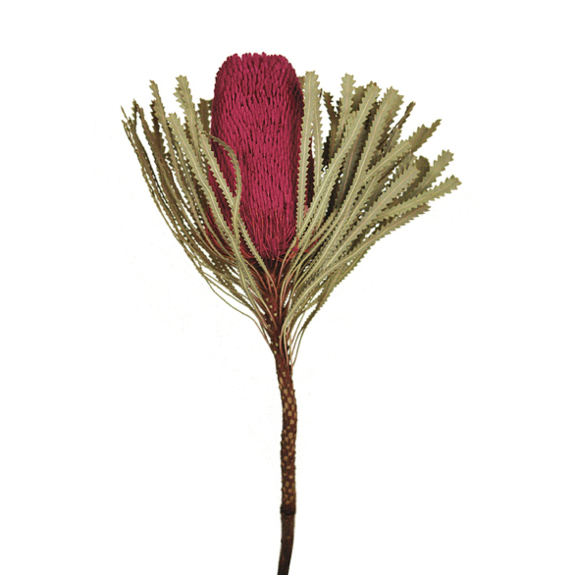 Vickerman 12" Jumbo Erica Pink Banksia Flower with Stem, Natural Preserved Dried Plant for Wedding Bouquets Home Decor or Everyday Arrangements 3 Per Pack