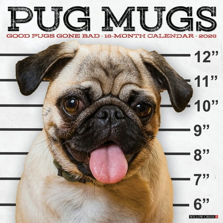Pug Mugs 2026 Wall Calendar