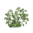 thumbnail image 4 of Earthcare Seeds - Horehound True Horehound 100 Seeds (Marrubium Vulgare) Heirloom - Open Pollinated, 4 of 5