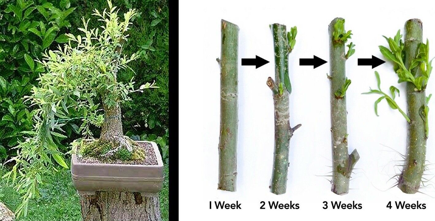 Black Willow Tree Bonsai! Exotic Cutting Starter with instructions