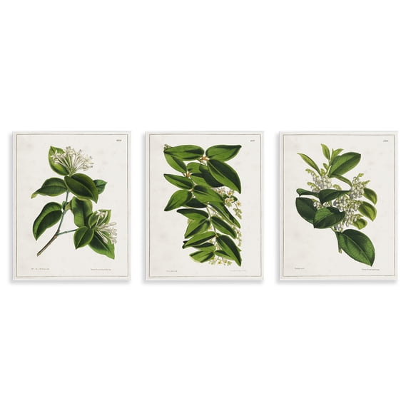 Stupell Industries Vintage Forest Flower Studies Plants & Flowers Painting Unframed Art Print Wall Art, 11 x 14, Set of 3