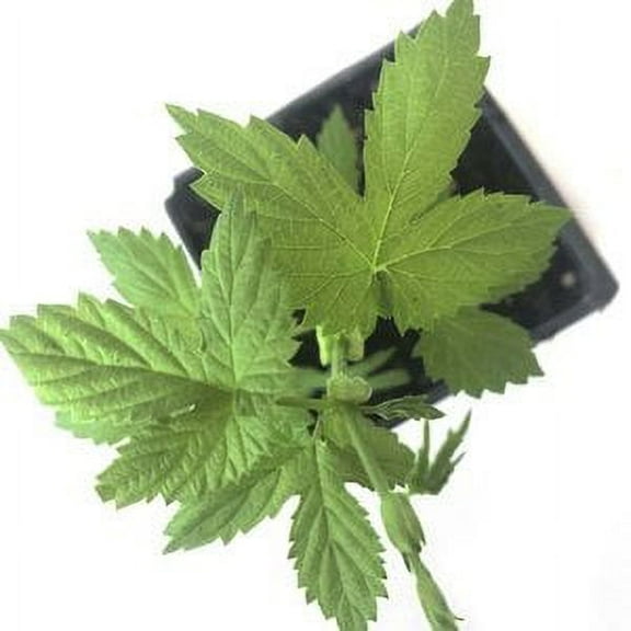 Smoke Camp CRAFTS Hops Plant in 2.5" Grower Pot