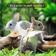 thumbnail image 3 of Arnés para gatos para caminar a prueba de escapes, diseño de conejo en ángulo suave, arnés tipo chaleco con cuerda para gatos, cachorros, ajustable al aire libre, pequeño, 3 of 4