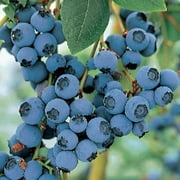 Bluecrop Blueberry Plant - Large/Delicious/Midseason - 2.5" Pot