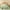 Sage Green, variant on Davulos 2 Pieces Twin Quilt Bedding Set Lightweight Soft Bedspread Coverlet Coin Pattern for All Seasons,Dark Green(1 Quilt, 1 Shams)