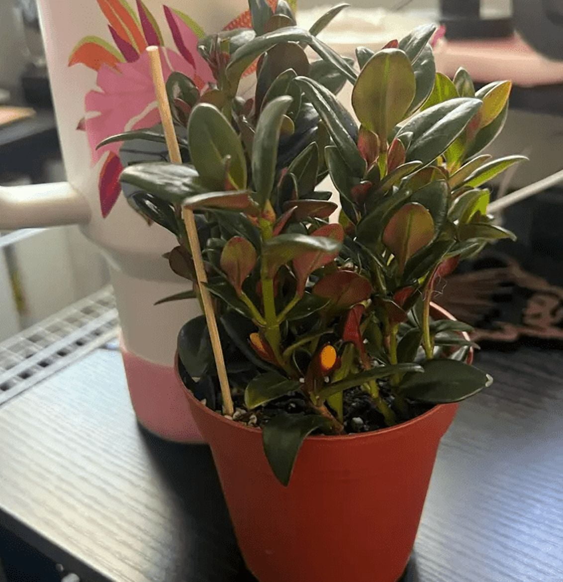 Goldfish Plant Live for Planting - Columnea Nematanthus Plant - Clog Plant for Indoor Outdoor in 4 Inch Pot