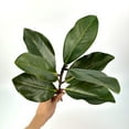 thumbnail image 2 of 4pcs Artificial Magnolia Leaf Wedding Decor, Spring Indoor Home Decor, Decor Fake Leaves, Faux Green Magnolia Leaves For Year Round And Holiday Greenery Decor, 2 of 11