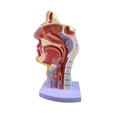 thumbnail image 1 of La Cavidad Nasal Garganta Anatomía Modelo 4.7 × 4.7 × 9.5 Pulgadas, 1 of 6