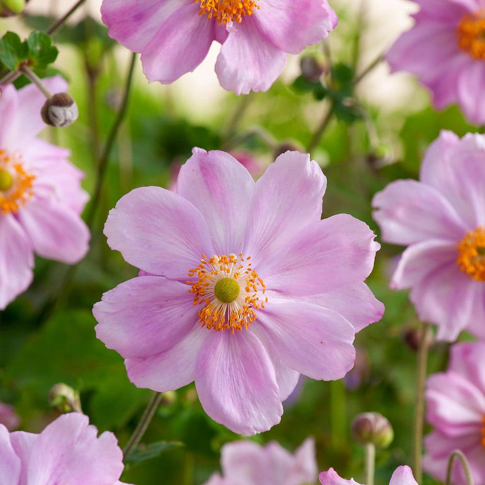 Queen Charlotte Japanese Anemone - Windflower - Fall Flowering - Gallon ...