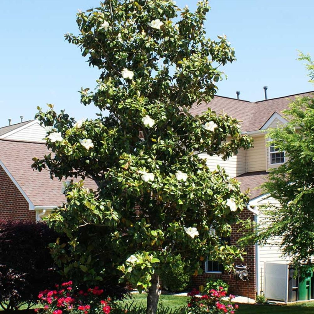 Expert Gardener 2-3 ft. tall Kay Paris Southern Magnolia Live Tree