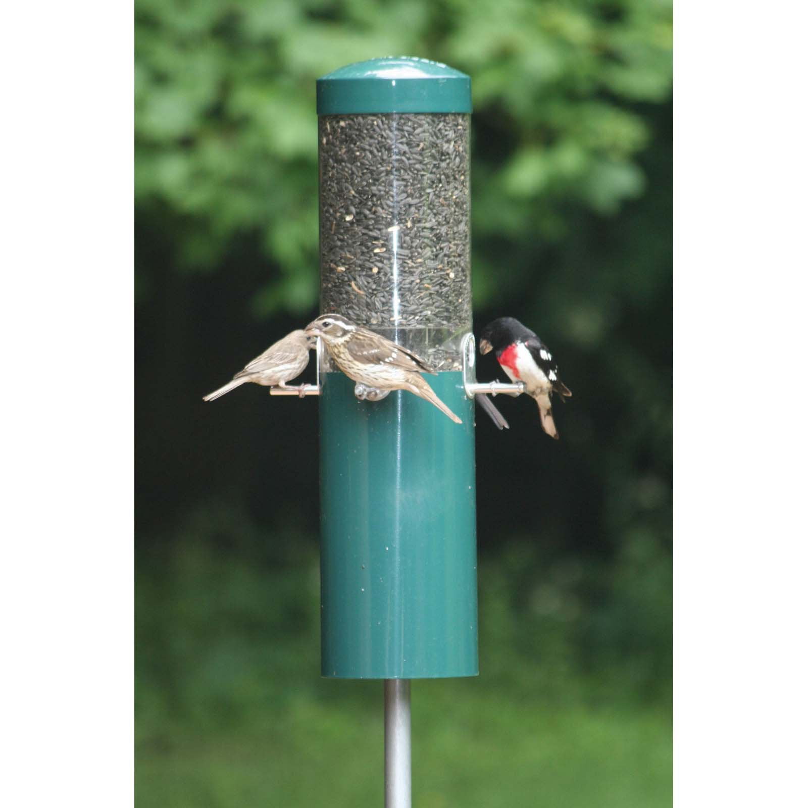 Birds Choice Classic Birdfeeder with Squirrel Baffle and Pole by Birds Choice