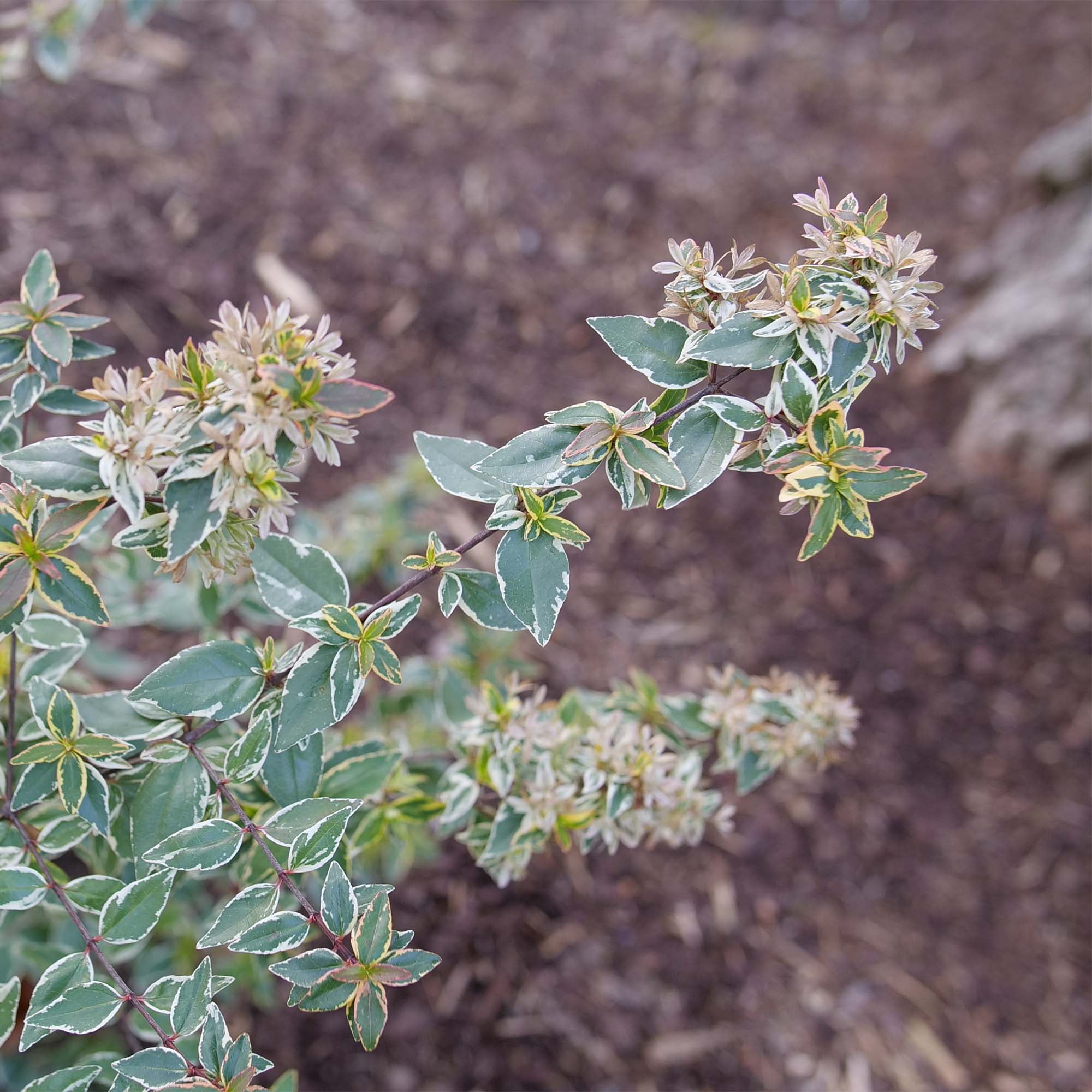 Proven Winners ColorChoice Mucho Gusto Abelia Live Shrub (2 Gallon)