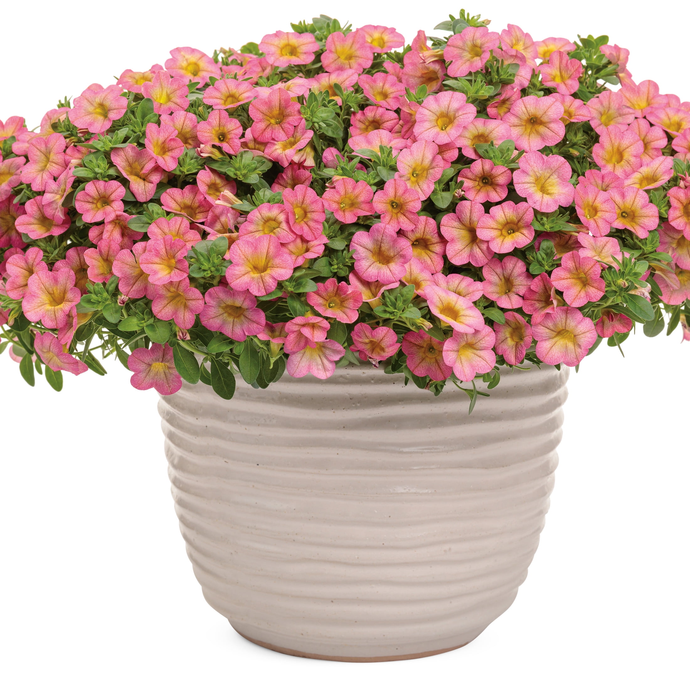 Proven Winners 4" Pink Superbells Honeyberry Calibrachoa Live Plant in 4.25" Pot (4 Count)