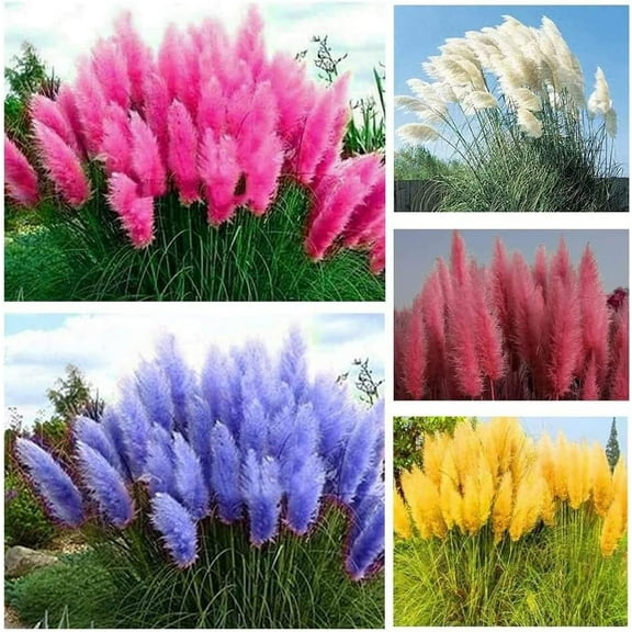 200 Mix Pampas Grass Seeds for Planting Seeds Heirloom Ornamental Plants Decor Garden Tall Feathery Blooms Blue White Pink Red Yellow