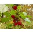 thumbnail image 3 of 100 Graines de Framboisier Rouge Rubus Idaeus Buisson de Fruits Vigne, 3 of 5