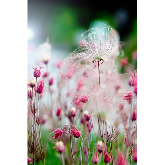 25 Seeds PRAIRIE SMOKE Geum Triflorum Purple Prairie Avens Pink Flower