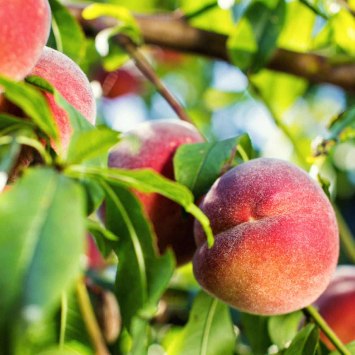 Expert Gardener 1-2 ft. Tall Gulf King Peach Live Tree in 1- Gallon Grower Pot