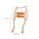 thumbnail image 3 of Rodillo de masaje para cuello, masajeador manual para columna cervical, rodillo para aliviar la tensión en los hombros, herramienta de masaje manual para cuello, rueda de masaje de plástico., 3 of 8