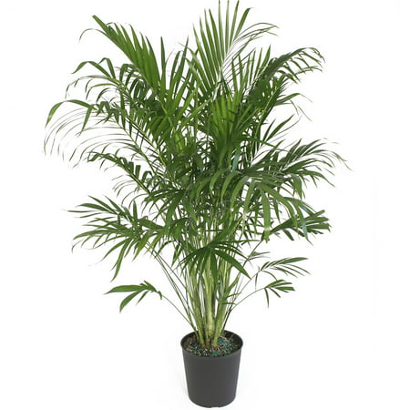 Delray Plants Cat Palm (Chamaedorea cataractarum) Easy to Grow Live House Plant, 10-inch Grower