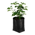 thumbnail image 2 of planta bugambilea de 37 cm x 14 cm, 2 of 5