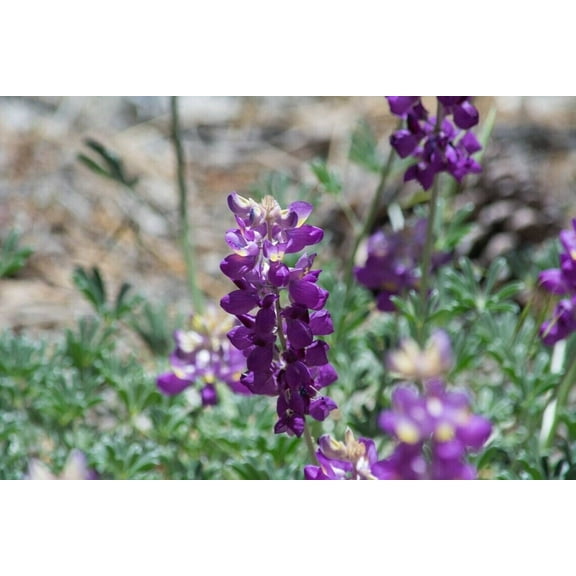 25 Grape Soda Lupine Seeds Flower Perennial Hardy Flowers Seed 945 US SELLER