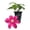 1 Plant, variant on Clematis Issey - 1 Live Starter Plant - Beautiful Velvety Red Blooms Flowering Vine Ready for The Garden