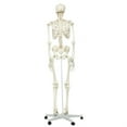 Anatomical Model Stan The Standard Skeleton Walmart