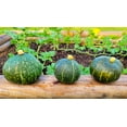 thumbnail image 5 of TomorrowSeeds - Kabocha Squash Seeds - 10+ Count - For 2025 Planting Japanese Pumpkin Green Hokkaido, 5 of 9