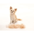 thumbnail image 4 of Herramienta de depilación para perros de pelo largo, naranja-M oso de fresa Electrónica, 4 of 5