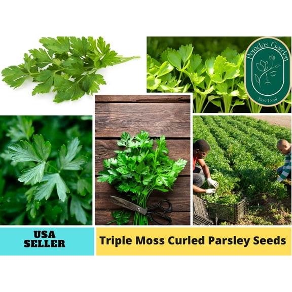 210 Seeds|Triple Moss Curled Parsley Seeds, - Authentic Seeds ~GMO Free ~ Seeds~Flower seeds~ Vegetable seeds~ Asian Garden~Herbs B5G1 #7029