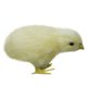 thumbnail image 2 of Juguete de peluche Pollito de peluche Palm Pet Chirpy Chick Easter Chick Juguete de peluche Wmkox8yii HAHFKSH1372, 2 of 3