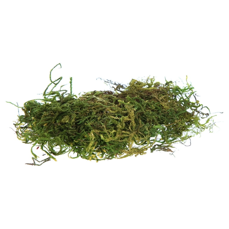 Galapagos Terrarium Green Sphagnum Moss - 4 qt