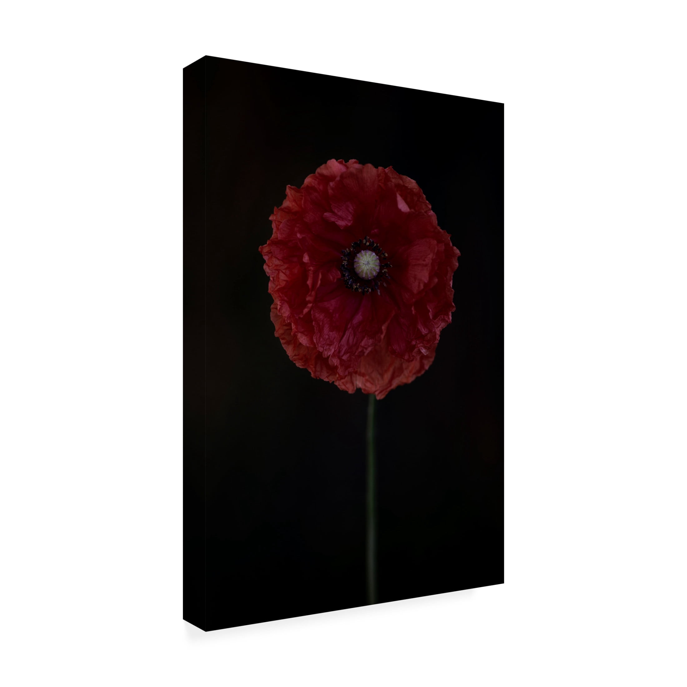 Canvas Wall Art - Lotte Gronkjar 'One Red Poppy' Wall Art for Living Room, Bedroom, or Office D?cor by Trademark Fine Art - 22 x 32 Inches