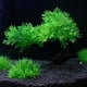 thumbnail image 4 of Acuario, decoración de pecera, 2 plantas artificiales para acuario, conjunto de árbol, decoración de pecera, 4 of 5