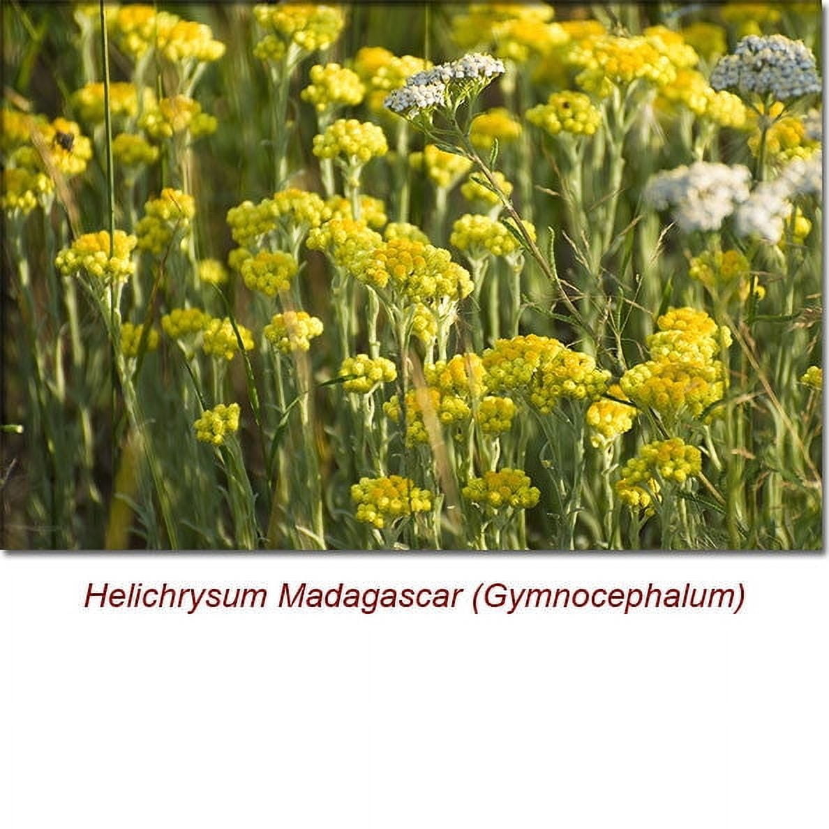 Helichrysum Gymnocephalum (Madagascar) Wild Crafted Essential Oil 5 ml (1/6 fl oz) - 100% Pure and Natural by Silky Scents