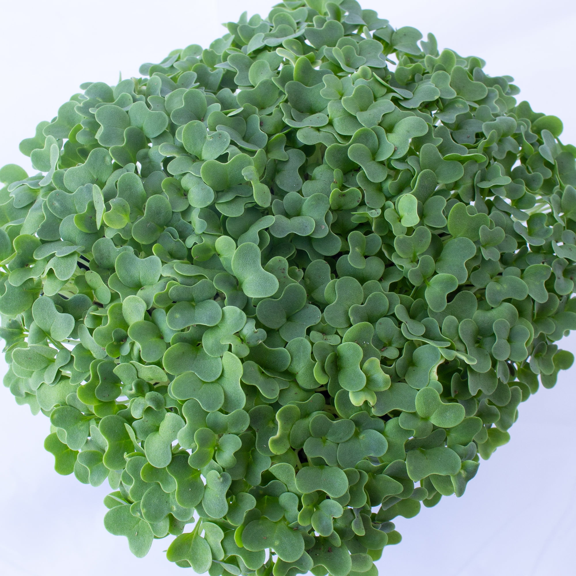 Lime Streaks Mizuna Mustard Seeds - 1 Lb ~240,000 Seeds - Non-GMO