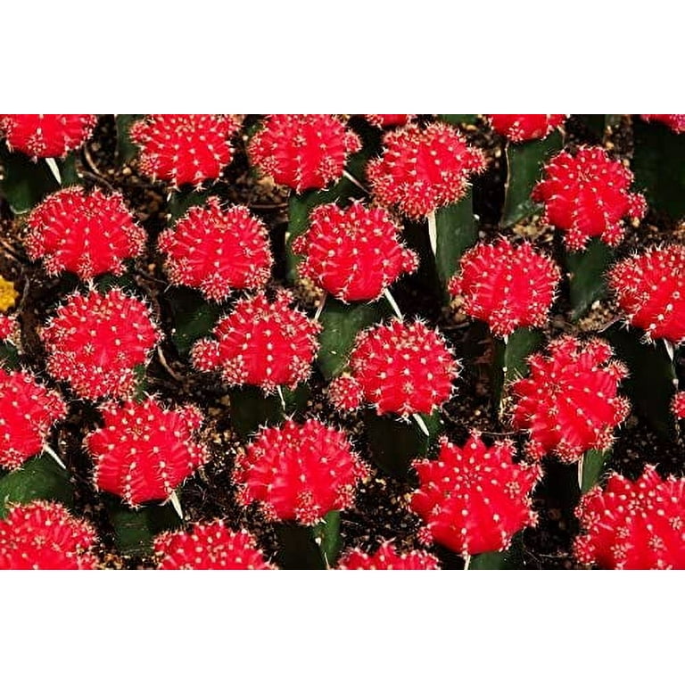 50 Gymnocalycium Species Mix Cacti Seeds - Vibrant Colored Cacti - Ships from Iowa, USA - Grow Exotic Cactus