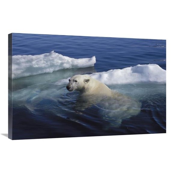 24 x 36 in. Polar Bear Swimming, Wager Bay, Canada Art Print - Flip Nicklin