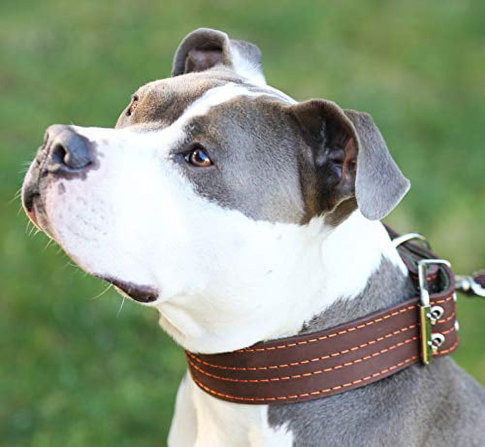 Genuine Leather Dog Collar 1.75" Wide Padded (Neck Circumference: 15"-18", Brown)