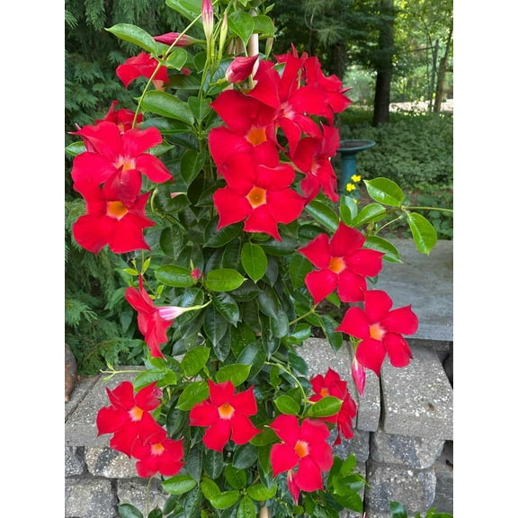 Red Mandevilla-Trellis-Tropical climbing plant  10" Pot