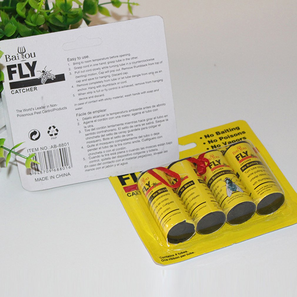 House fly maggots picture