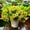 yellow, variant on EGNMCR Artificial Flowers Wedding Flowers Silk Flowers with Stems Fake Cake Flowers for Wedding Bouquets Centerpieces Spring Decor Baby Shower Decoration