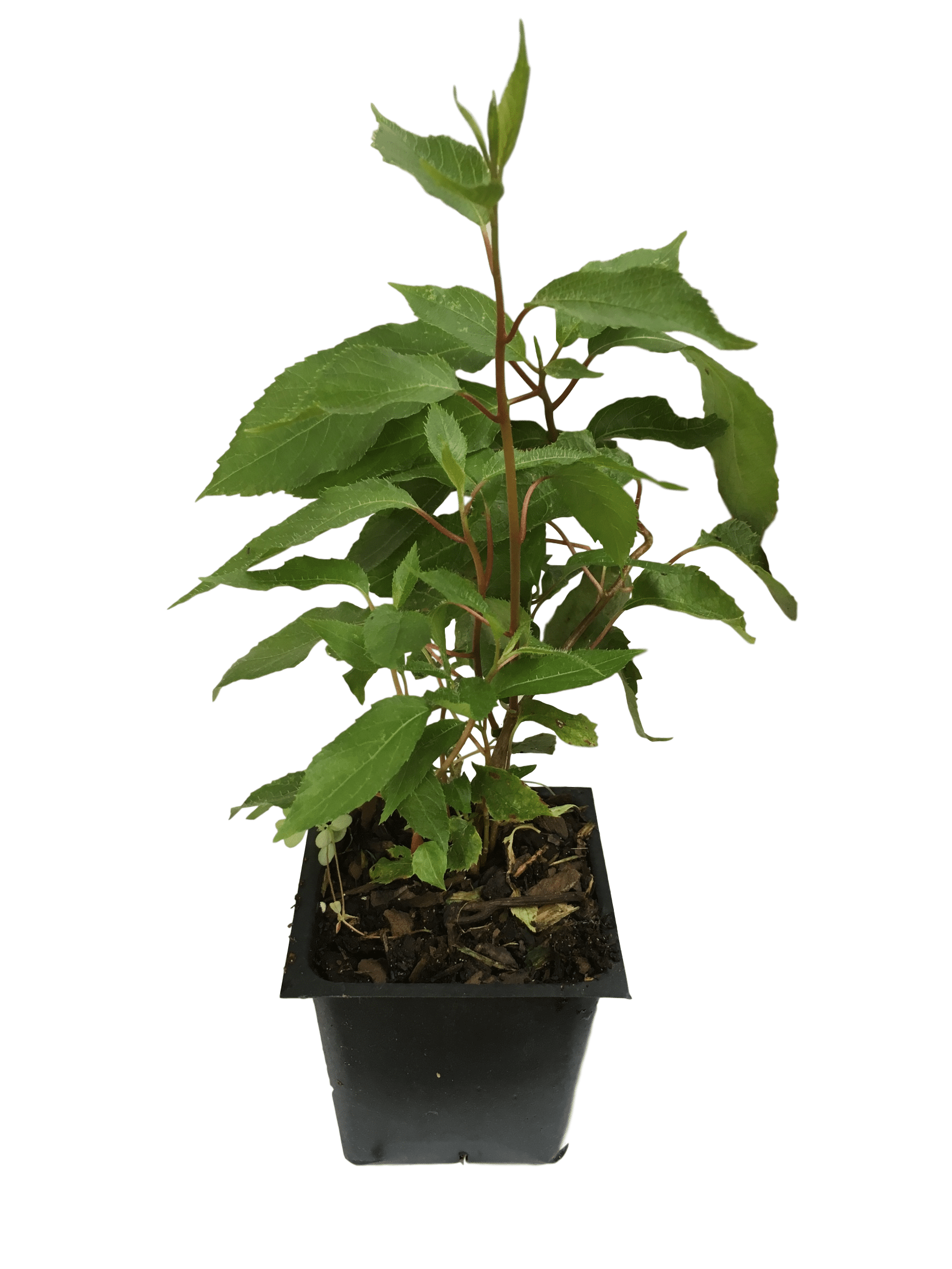 2.5" Pot Ken's Red Hardy Female Kiwi Plant 
