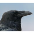 thumbnail image 2 of CafePress - Blue Raven - Scroll Ornament, 2 of 3