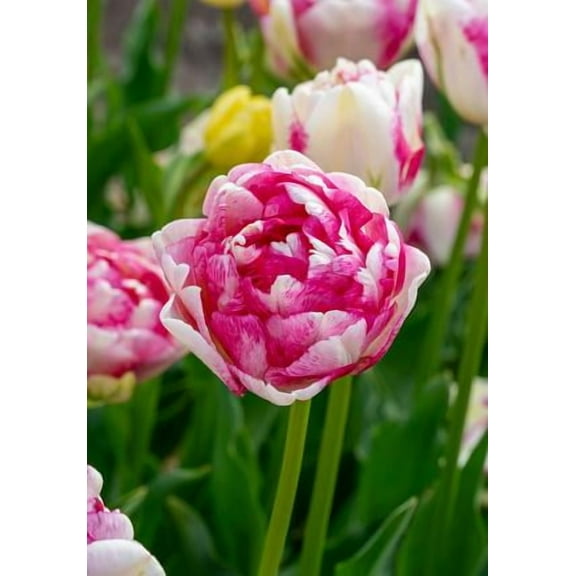 Double Shake Double Late Tulip - 12/ cm Bulbs - 5 Bulbs