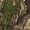 Realtree APX, variant on MidwayUSA Men's Full Season Softshell Hoodie Realtree APX Large Tall