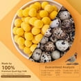 thumbnail image 3 of 2.82 OZ Freeze Dried Cat and Dog Treats Quail Egg Yolk, Healthy Tasty Snacks for Pet Training, Natural Freeze-Dried Limited Ingredient Quail Egg Yolk, 3 of 8